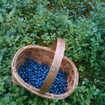 Blaubeeren