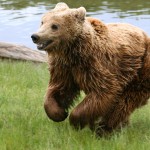 Braunbär