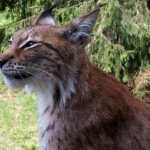 Luchs